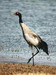 小黑颈鹤诞生了——一位野生动物保护者拍到的珍贵照片