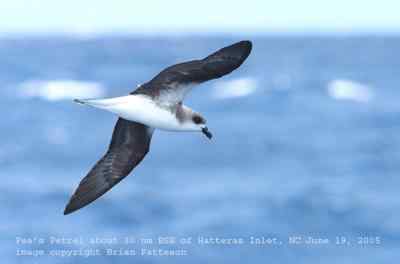 全球十大活化石物种：腔棘鱼居榜首