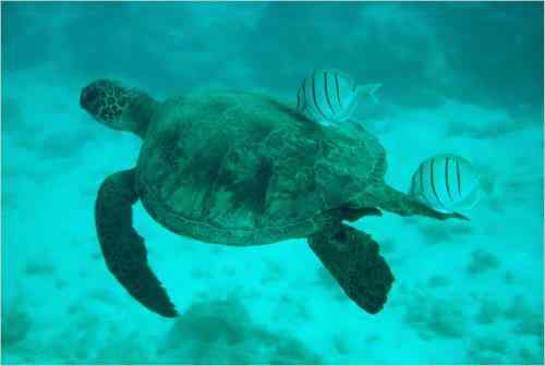 美科学家公布奇妙海洋生物照片