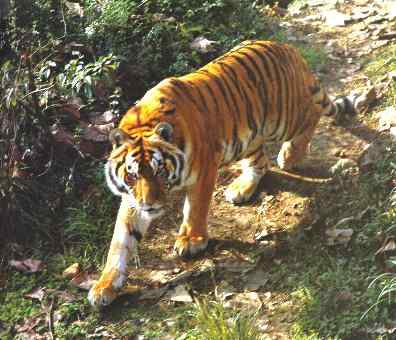 中国虎-华南亚种