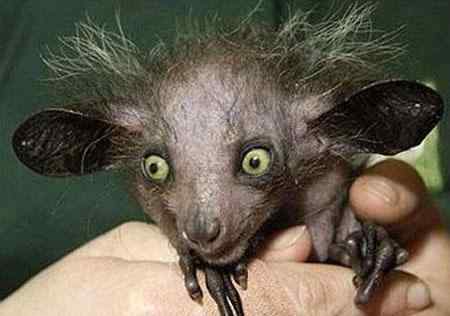 世界最丑动物指狐猴濒临灭绝(组图)