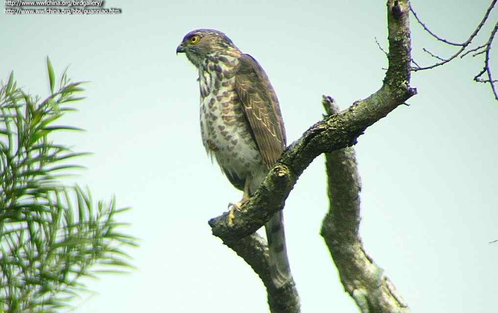 云南猛禽识别——鹰，鹞，黑翅鸢（二）