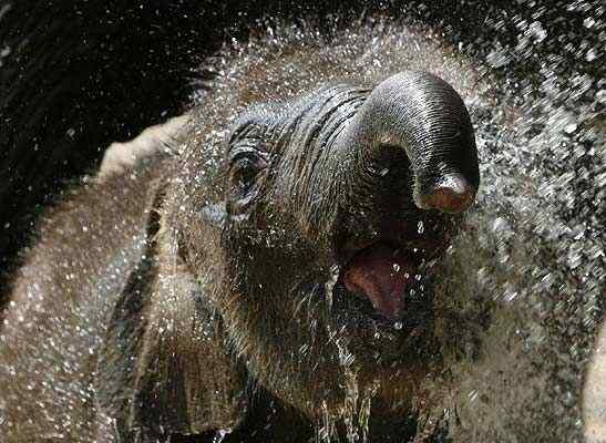 英国《每日电讯报》选出2008年度动物图片