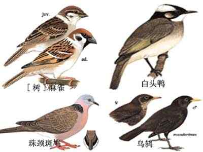 上海常见的十种鸟类(图)