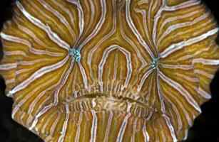 《时代》评选出2009十大新物种博萨维毛鼠居榜首