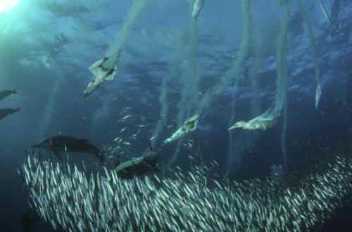 南非海域上演沙丁鱼群大逃亡奇观