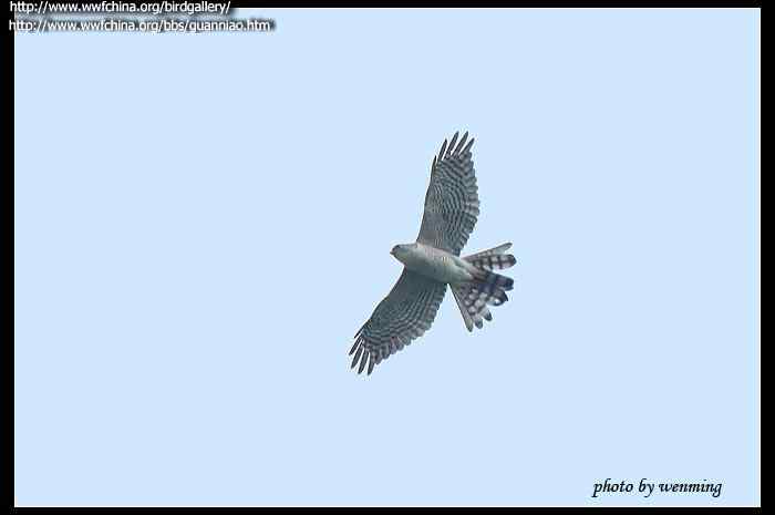 云南猛禽识别——鹰，鹞，黑翅鸢（二）