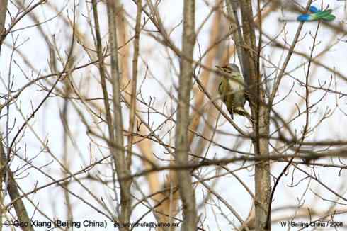 我的2008--雄性灰头绿啄木鸟