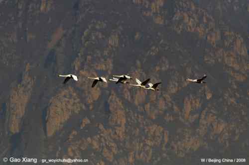 我的2008--大天鹅