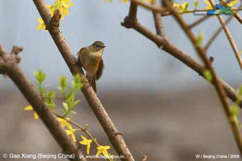 我的2008--雌性红肋蓝尾鸲