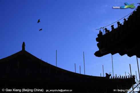 我的2008--冬天的北京 小嘴乌鸦