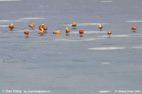 我的2008--赤麻鸭