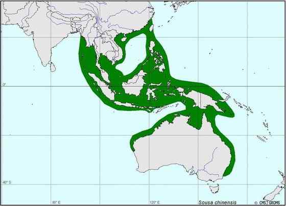香港回归的吉祥物  中华白海豚