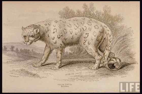 猫科动物——雪豹