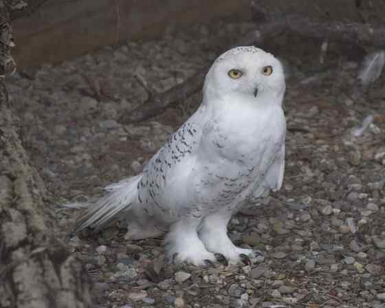 洁白的雪鸮