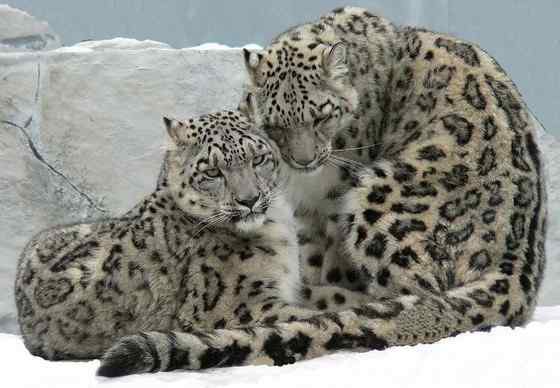 猫科动物——雪豹