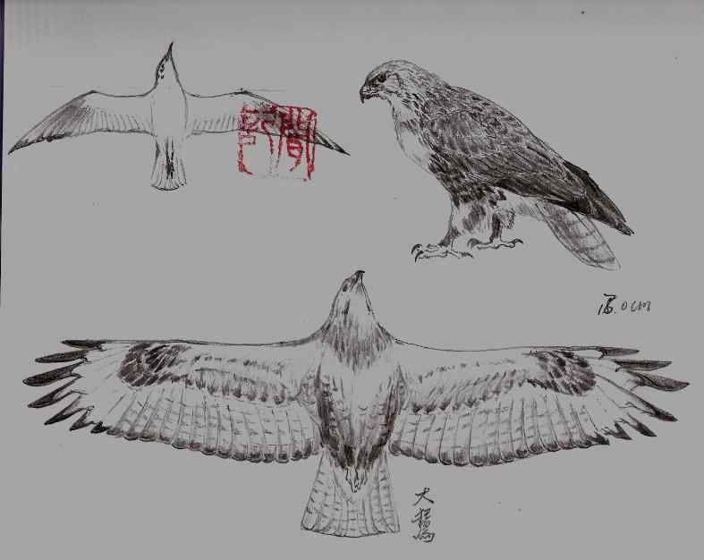 云南猛禽的识别第二编——鵟