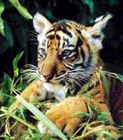 中国虎 华南亚种