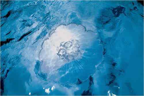 美科学家公布奇妙海洋生物照片