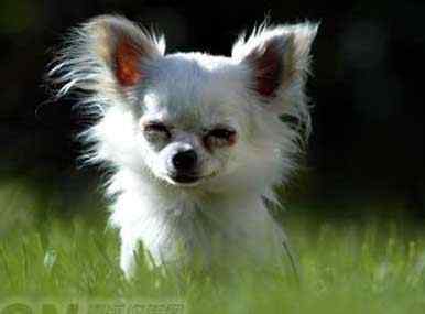 世上最小的动物大全