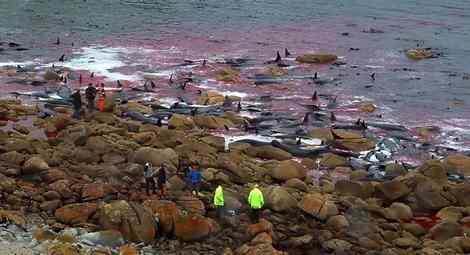 150头巨头鲸在澳大利亚海岸搁浅死亡血染海滩