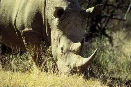 WildAid：世界上现存的五种犀牛