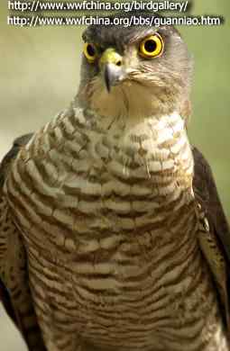 云南猛禽识别——鹰，鹞，黑翅鸢（二）