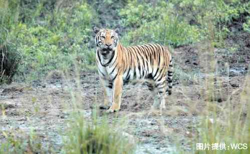 东北虎的本命年
