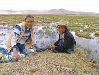 小黑颈鹤诞生了——一位野生动物保护者拍到的珍贵照片