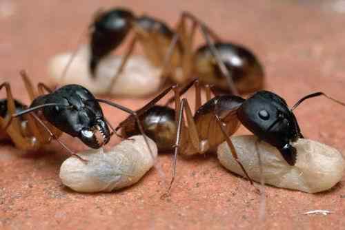 英报刊登令人惊叹的奇妙蚂蚁世界照片