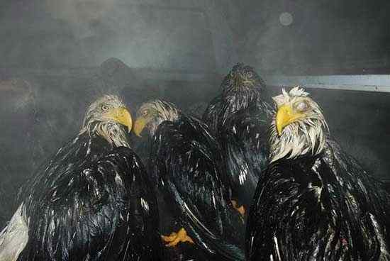 英国《每日电讯报》选出2008年度动物图片