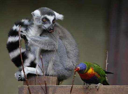 英国《每日电讯报》选出2008年度动物图片