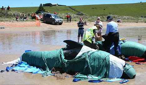150头巨头鲸在澳大利亚海岸搁浅死亡血染海滩