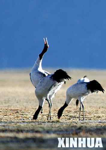 秘境香格里拉是动物的乐园