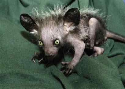 世界最丑动物指狐猴濒临灭绝(组图)