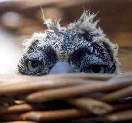 英国《每日电讯报》选出2008年度动物图片