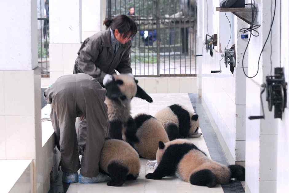 16只四川地震后出生的熊猫宝宝开始集体生活