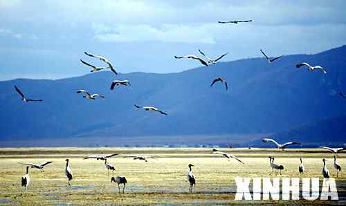 秘境香格里拉是动物的乐园