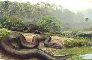 《时代》评选出2009十大新物种博萨维毛鼠居榜首