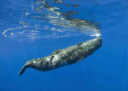 美大学举行海底世界摄影大赛拳击蟹夺冠
