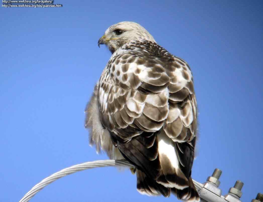 云南猛禽的识别第二编——鵟