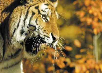 东北虎的本命年