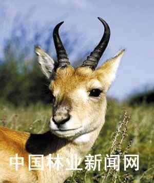 普氏原羚它比大熊猫还稀少