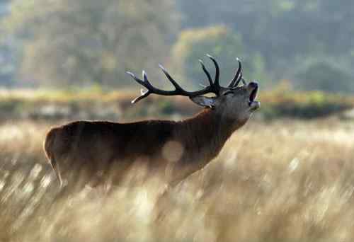 英国野生赤鹿为争夺雌鹿展开大战