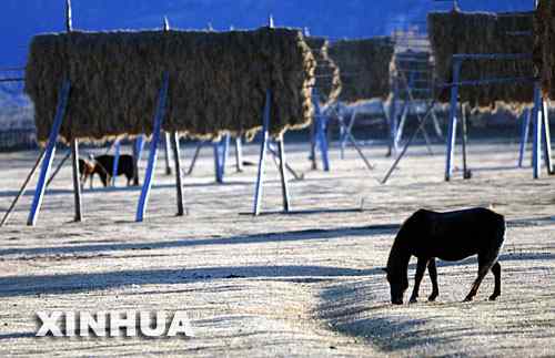秘境香格里拉是动物的乐园