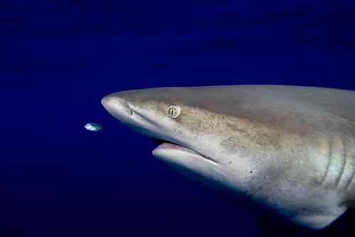 美大学举行海底世界摄影大赛拳击蟹夺冠