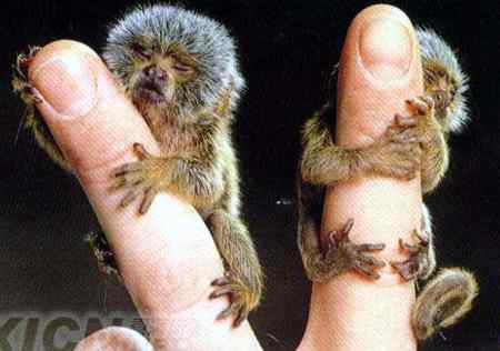 世上最小的动物大全