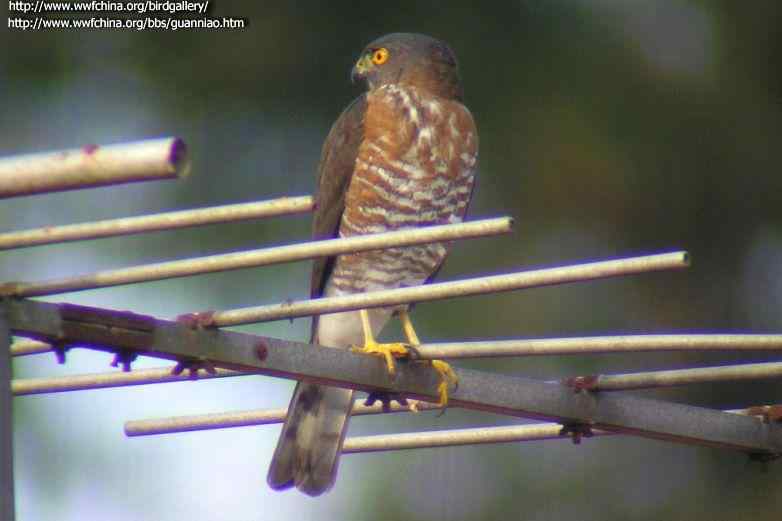 云南猛禽识别——鹰，鹞，黑翅鸢（二）