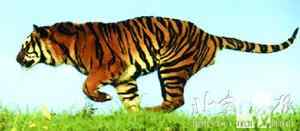 生物灭绝加速上世纪中国灭绝10种野生动物(图)