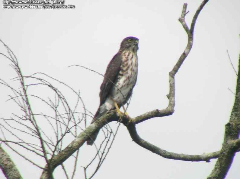 云南猛禽识别——鹰，鹞，黑翅鸢（二）